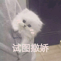撒娇 猫