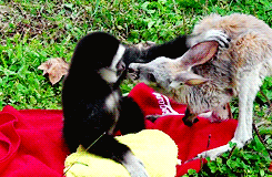 接吻 猴子 动物 袋鼠