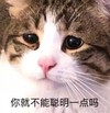 萌宠 猫星人 你就不能聪明一点吗 好奇 呆萌 可爱