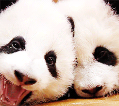 熊猫 张嘴 可爱 白色