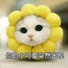 萌宠 喵星人 你的小可爱突然出现 突然出现 呆萌 可爱