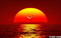 海鸥 大海 日出 太阳