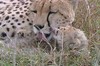 猎豹 眯眼睛 可爱 舔