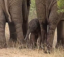 新生儿 大象 脚步声