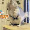 萌宠 捋虎须 胡子