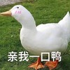 萌宠 鸭子 亲我一口呀 快亲我一口 呆萌 可爱