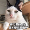 萌宠 猫星人 体力差的人 就不要招惹我了 呆萌 可爱