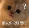 萌宠 猫星人 朋友你还没睡醒吗 好奇 搞怪 逗