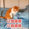 萌宠 喵星人 让我看看 我来看看 机灵 活泼
