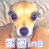 萌宠 狗 狗狗 汪星人 蒙圈ing 蒙圈 soogif soogif出品