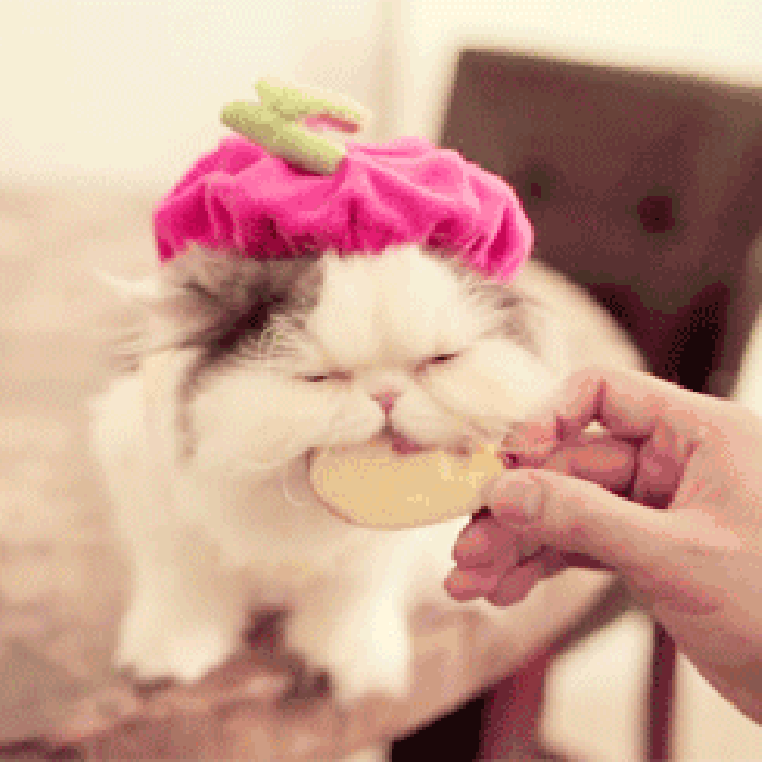 萌宠 猫咪 吃苹果 可爱