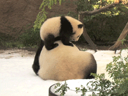 熊猫 国宝 卖萌 掉下去了