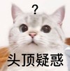 萌宠 猫星人 头顶疑惑 好奇 呆萌 可爱