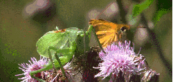 昆虫 神话的森林 纪录片 蝴蝶