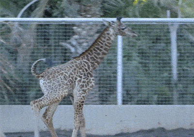 长颈鹿 giraffe 倒 得意 尴尬