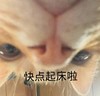 萌宠 喵星人 快点起床啦 起床 搞怪 逗
