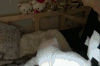 EXO 朴灿烈 撒娇 萌萌哒