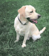 狗狗 草地 放风 可爱