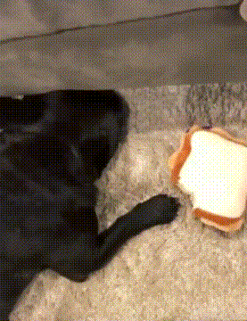 狗狗 垫子 躺着 黑色