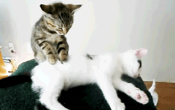 两只猫 按摩 舒服 享受