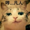 猫咪 微笑 瞧不起 哼凡人