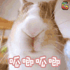 兔子 呱唧呱唧 soogif soogif出品