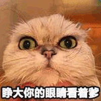 眼睛 看着 爹 猫 搞怪 逗
