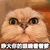 眼睛 看着 爹 猫