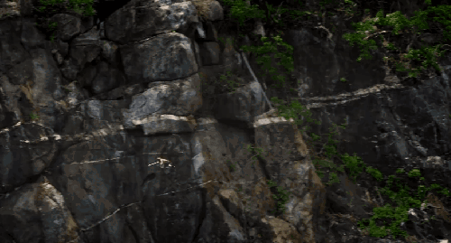 动物 山崖 纪录片 维尔京群岛 美国 鸟