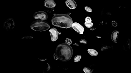 水母 黑白 海洋 透明
