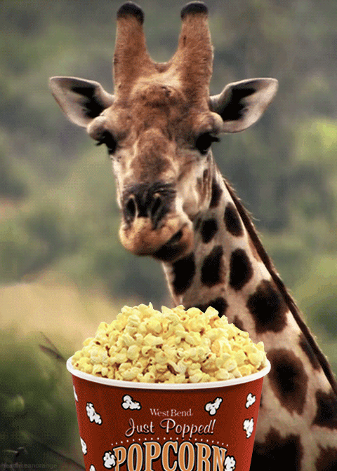 长颈鹿 giraffe 爆米花 嚼 静静 享受 品味