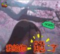 soogif soogif出品 三生三世十里桃花 刘亦菲 我给你跪了