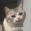 萌宠 喵星人 强颜欢笑 职业假笑 憨憨 搞怪