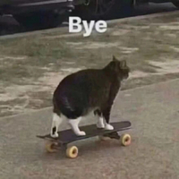 萌宠 喵星人 bye 再见 呆萌 可爱