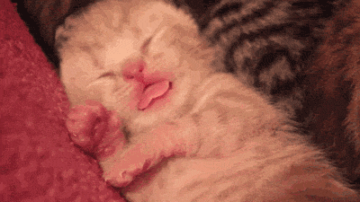 猫咪 吐舌头 睡觉