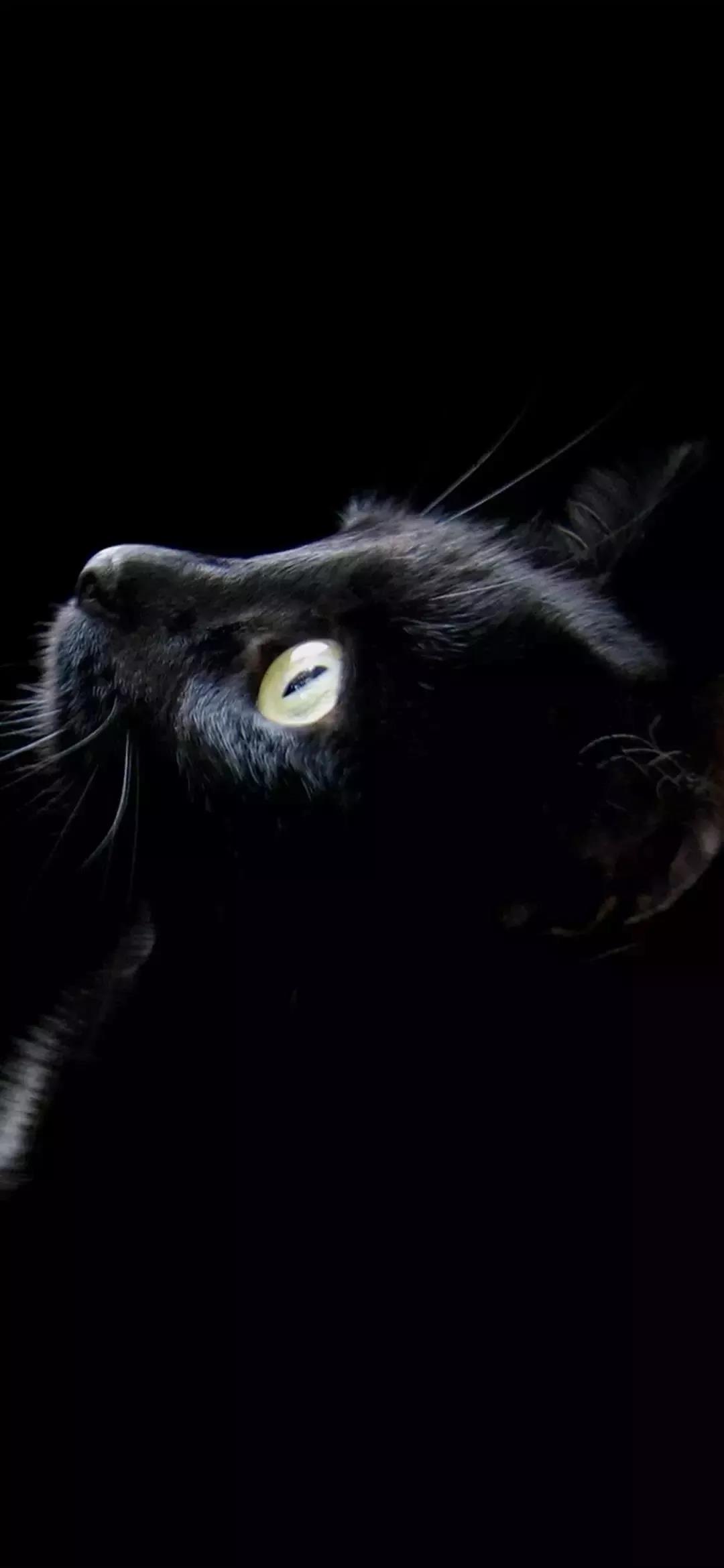 黑猫 壁纸 抖音 手机壁纸 猫咪 猫 萌宠