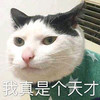 萌宠 猫星人 我真是个天才 我太棒了 搞怪 呆萌