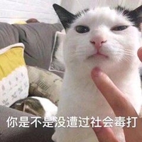 萌宠 喵星人 你是不是没遭过社会的毒打 揍你呀 呆萌 可爱