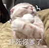萌宠 喵星人 吓死你爹了 惊吓 呆萌 可爱