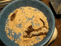 猫咪 休息 老鼠 转圈