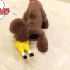 狗狗 小鸡 玩耍 可爱