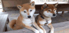 柴犬 呆萌 魔性 Shiba Inu