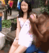 动物 搞笑 亲吻 搞怪 猩猩