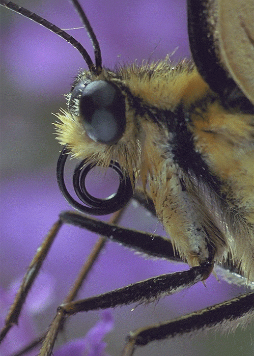 纪录片 动物 自然 昆虫 微观世界