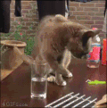 猫猫 喝水 欢乐 水杯