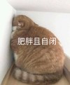 萌宠 猫星人 肥胖且自闭 无奈 呆萌 可爱