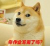 狗狗 毛茸茸 可爱 你作业写完了吗