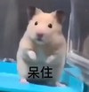 萌宠 仓鼠 呆住 无奈 呆萌 可爱