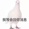 萌宠 鸽子 我等会回你消息 搞怪 呆萌 逗