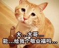 猫咪 大大哥 能给我个 敬业福 结巴